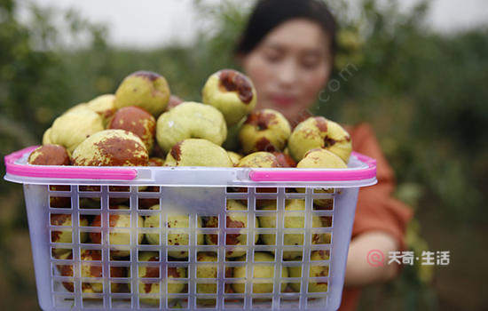 菏泽有哪些特色水果 山东菏泽特产(图3) 菏泽特色水果