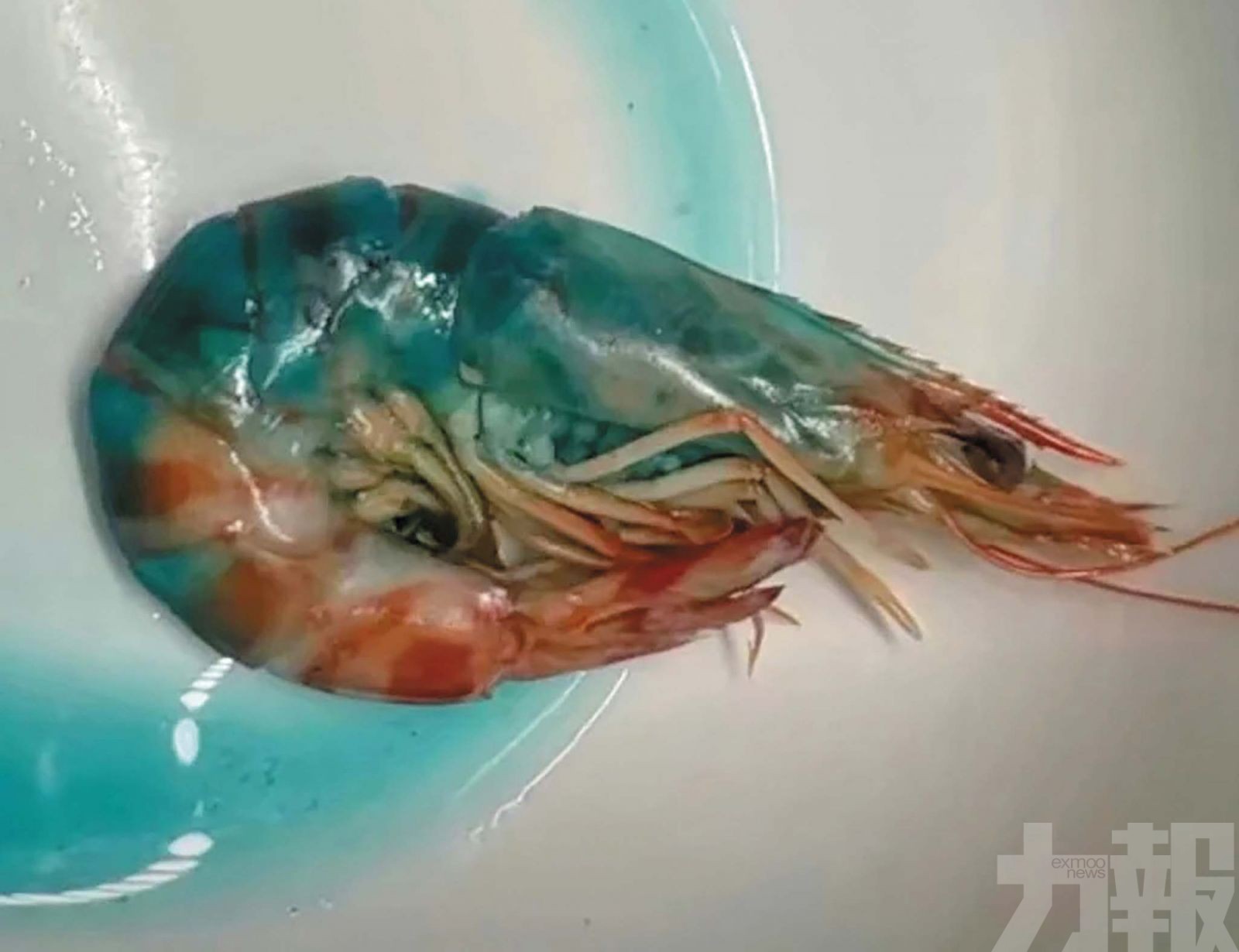 網購盒馬斑節蝦煮熟後變藍