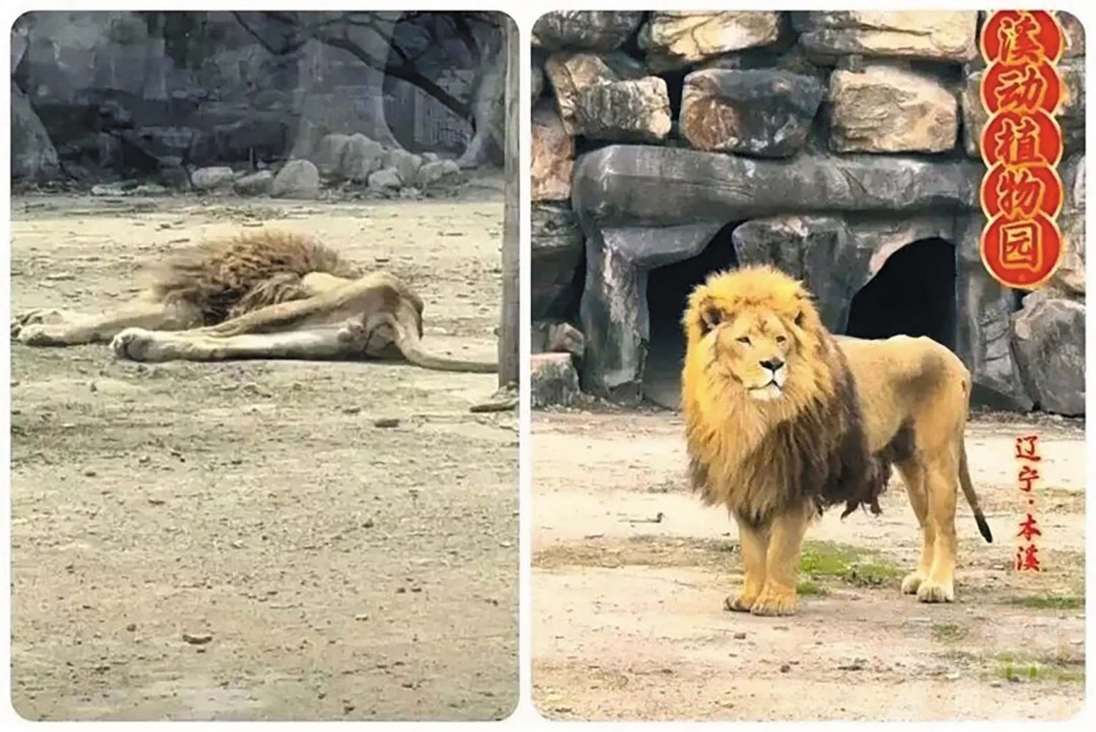 遼寧動物園雄獅疑因喪偶暴瘦
