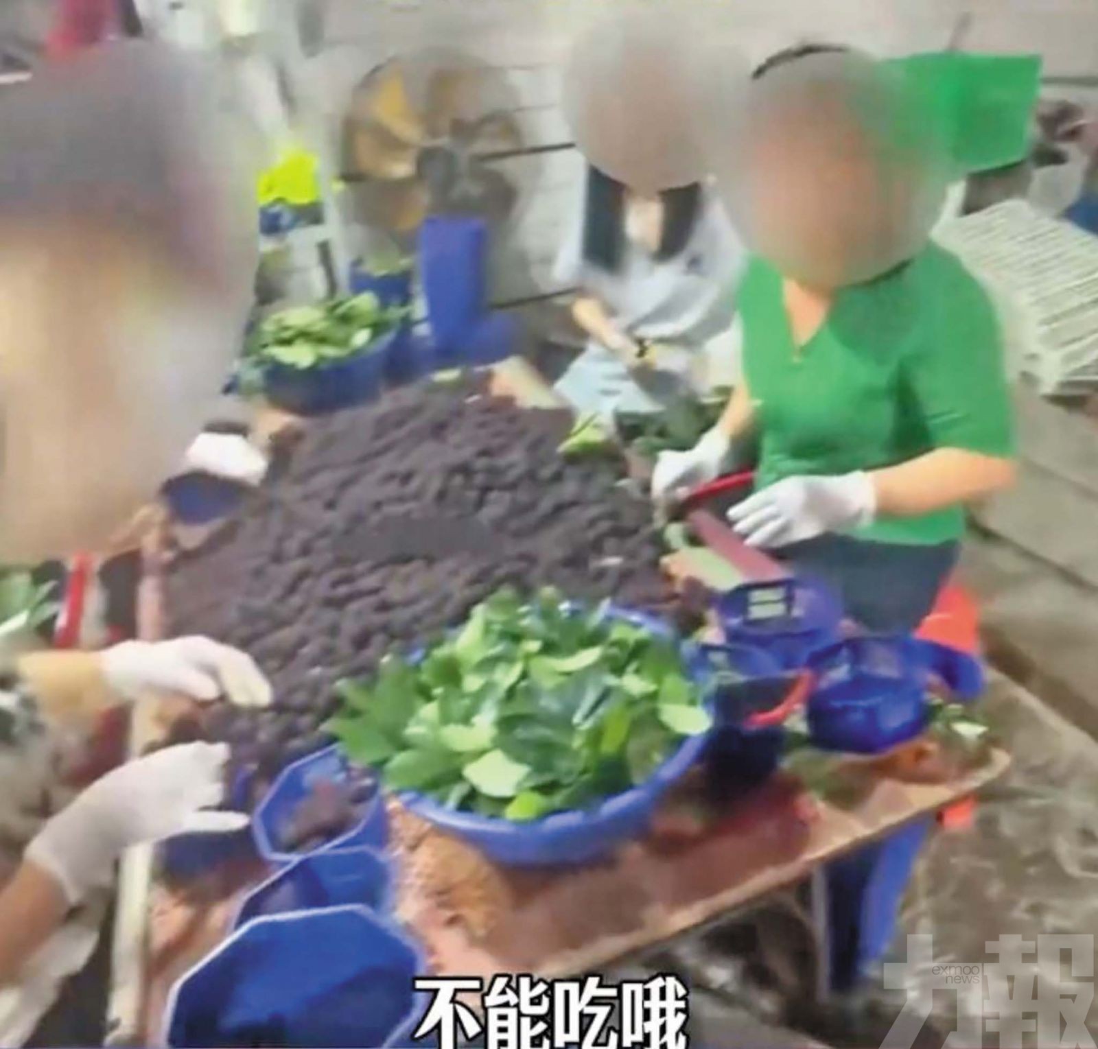 楊梅收購站涉違規加甜味劑防腐劑