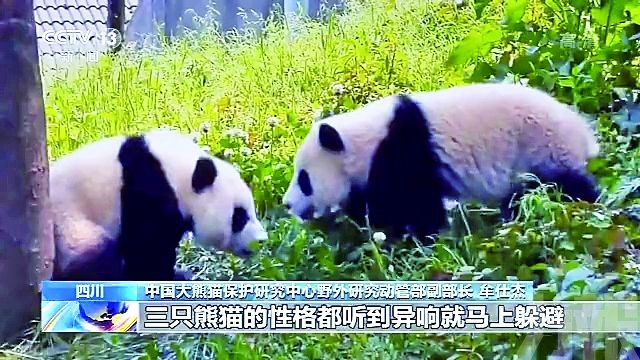 聽到異響會躲避危險