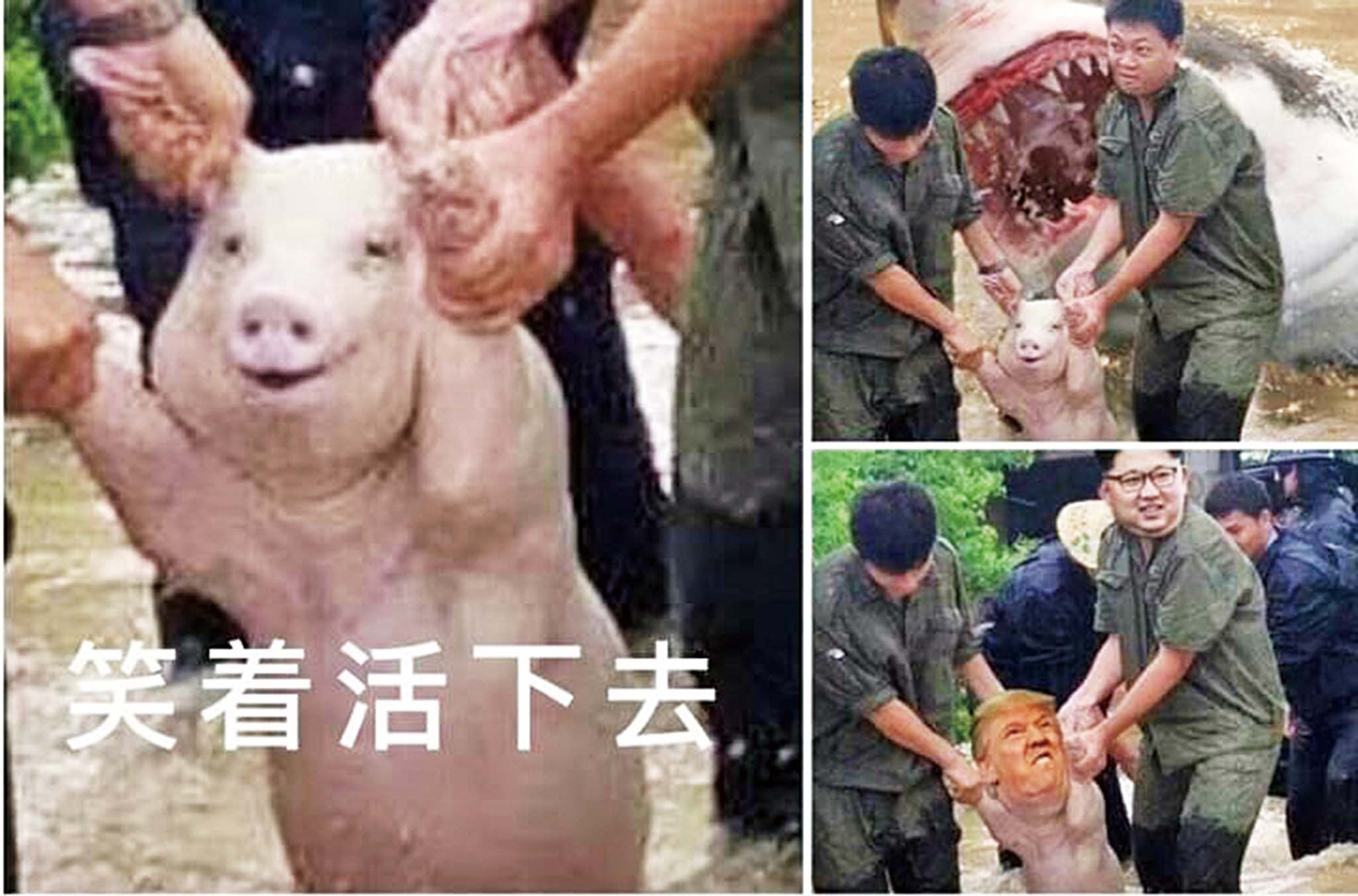 獲救「微笑」小豬