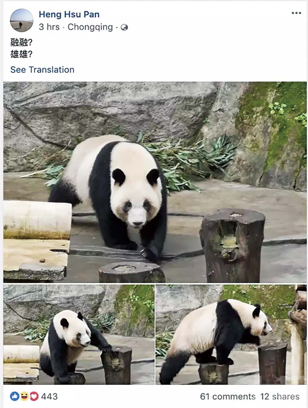 證實重慶將贈大熊貓
