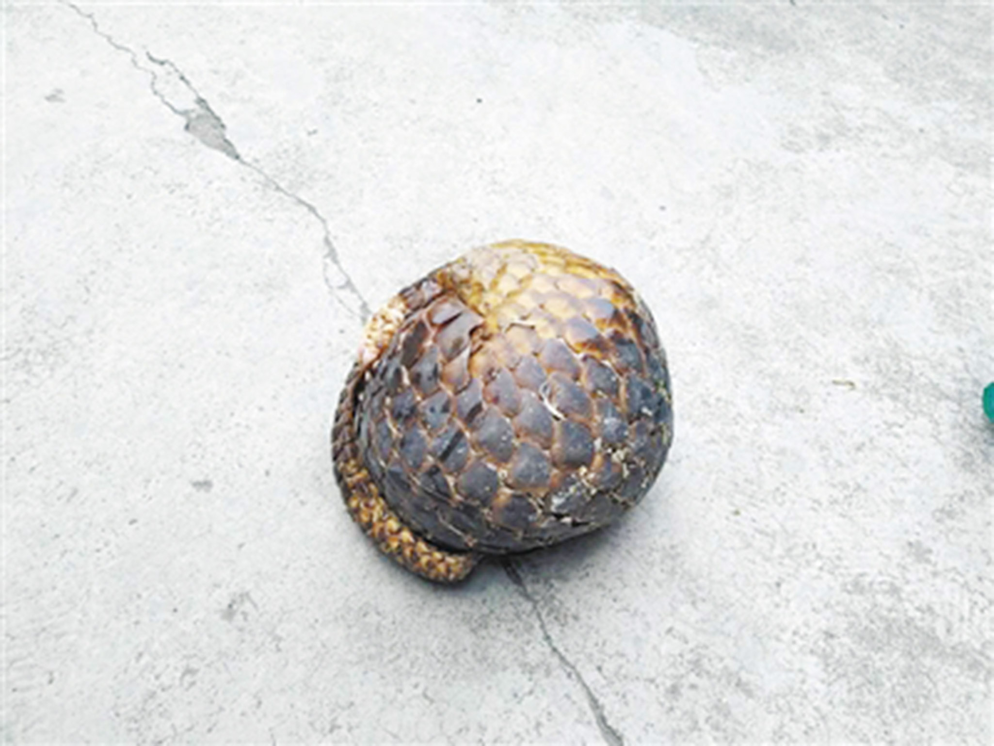 穿山甲被餵水泥增重