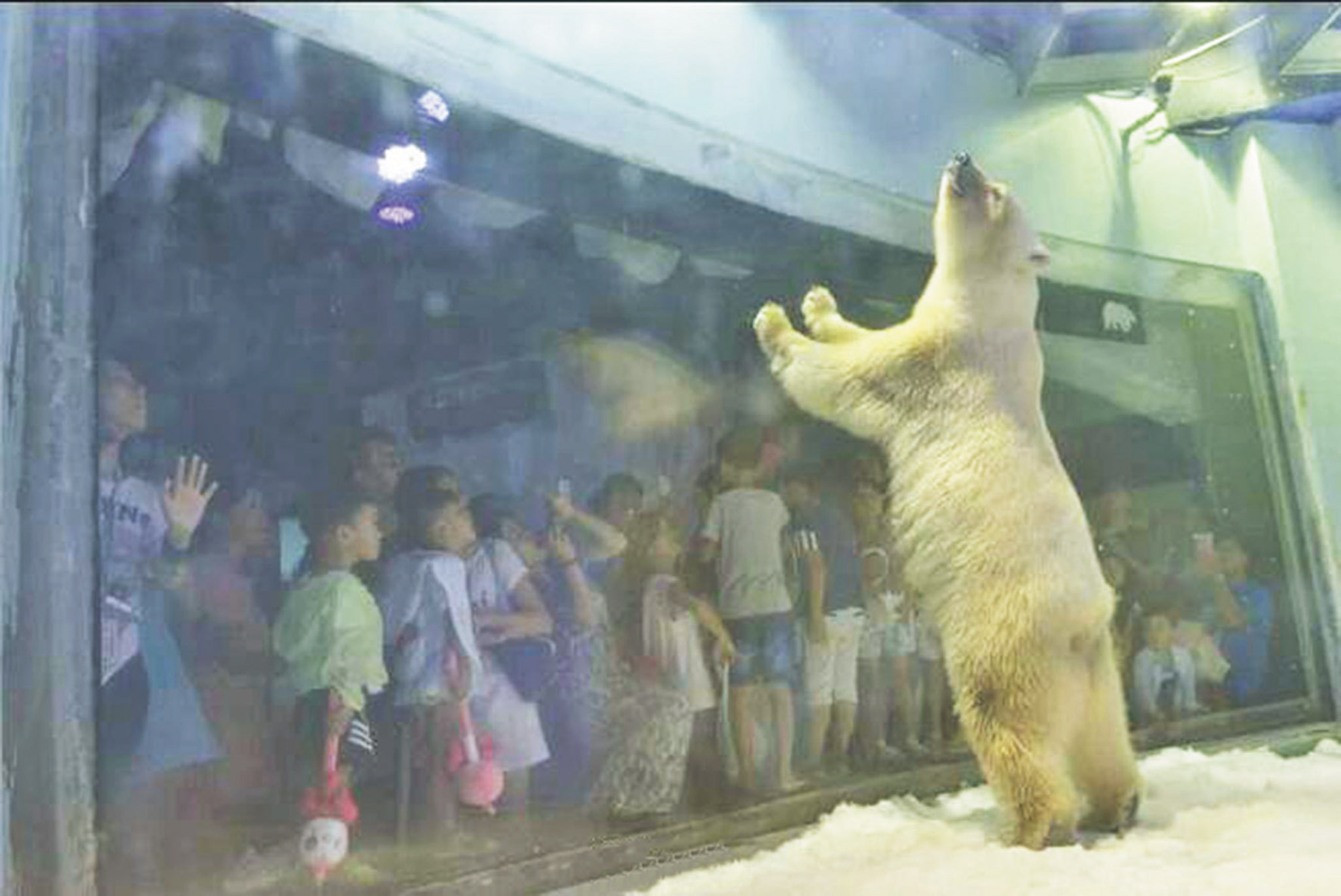 廣州商場將養大熊貓