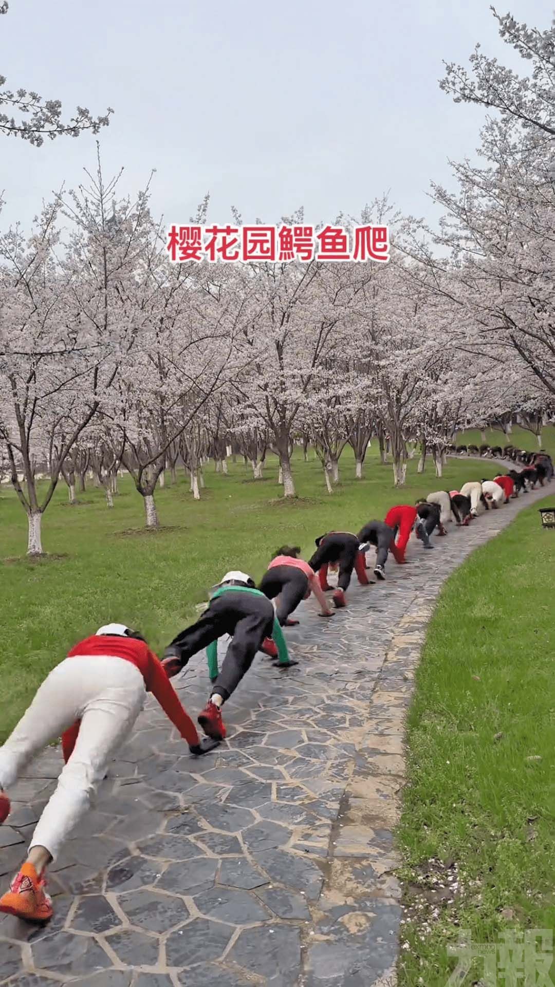 內地公園再現撞樹功 鱷魚爬