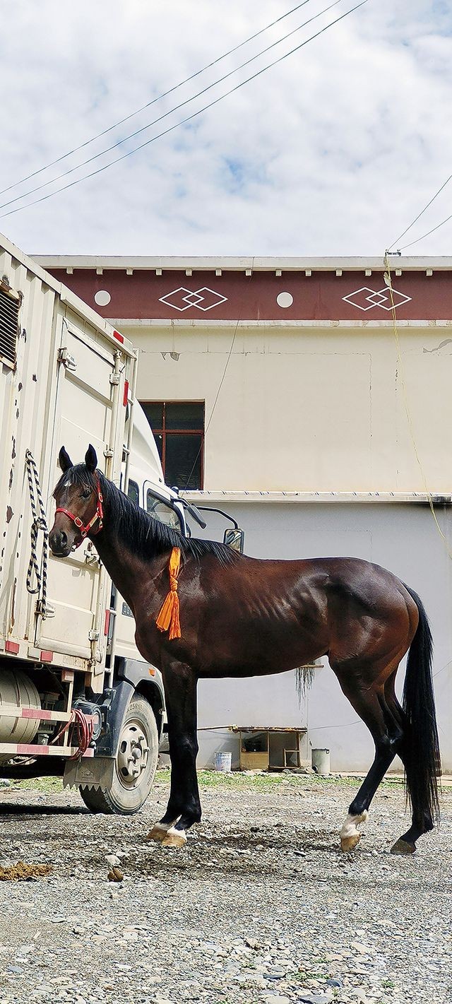 剛參加馬術競賽多次獲獎