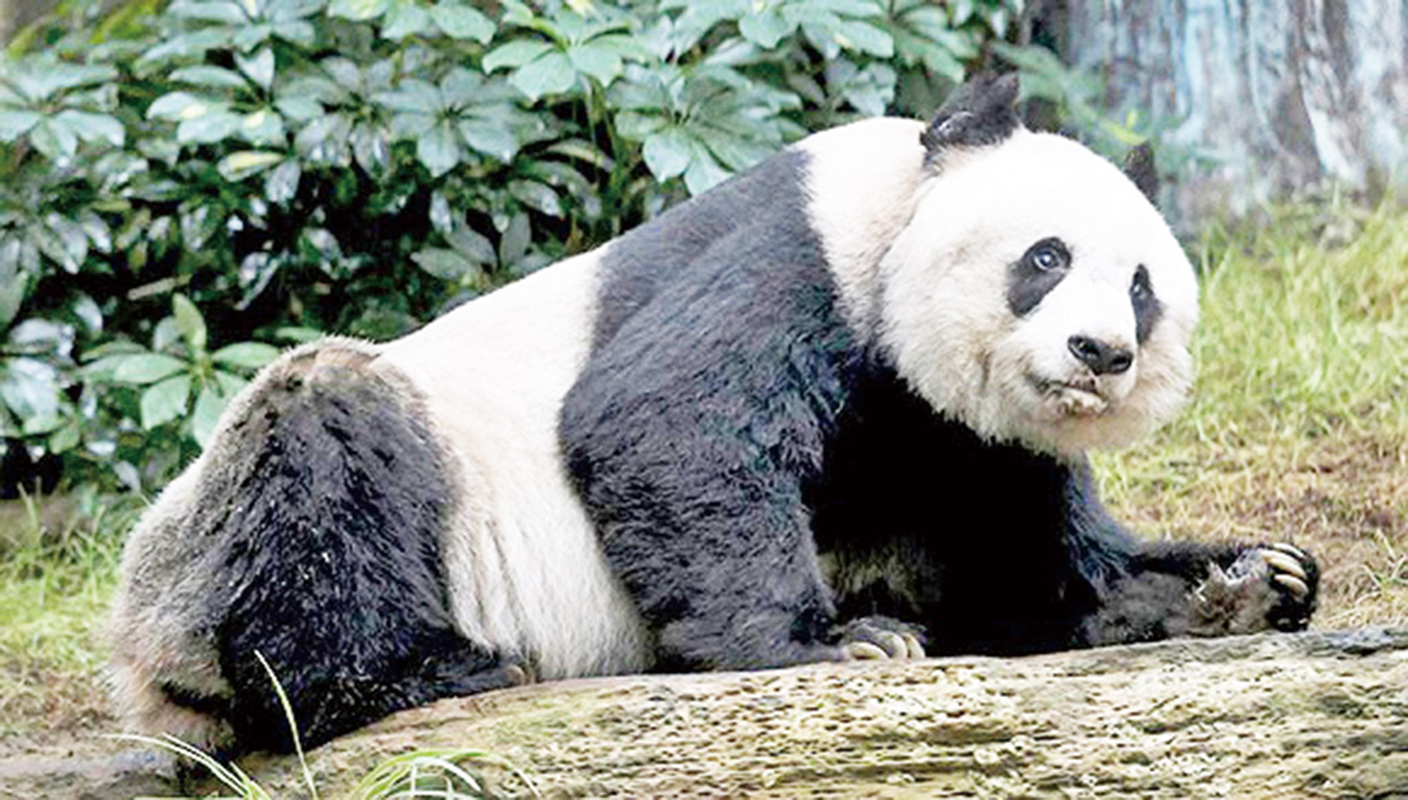 動物醫學院獲贈佳佳骸骨