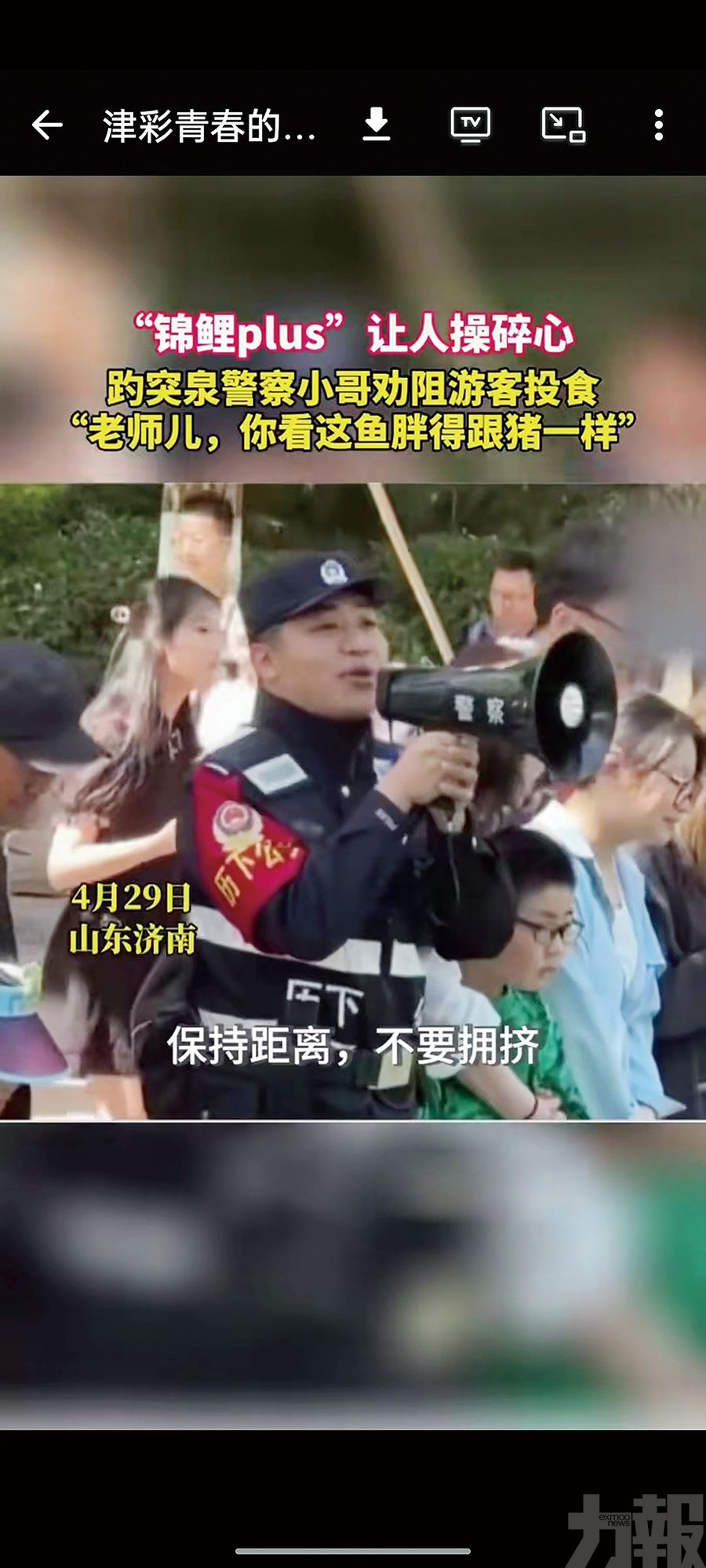 趵突泉錦鯉「胖成豬」