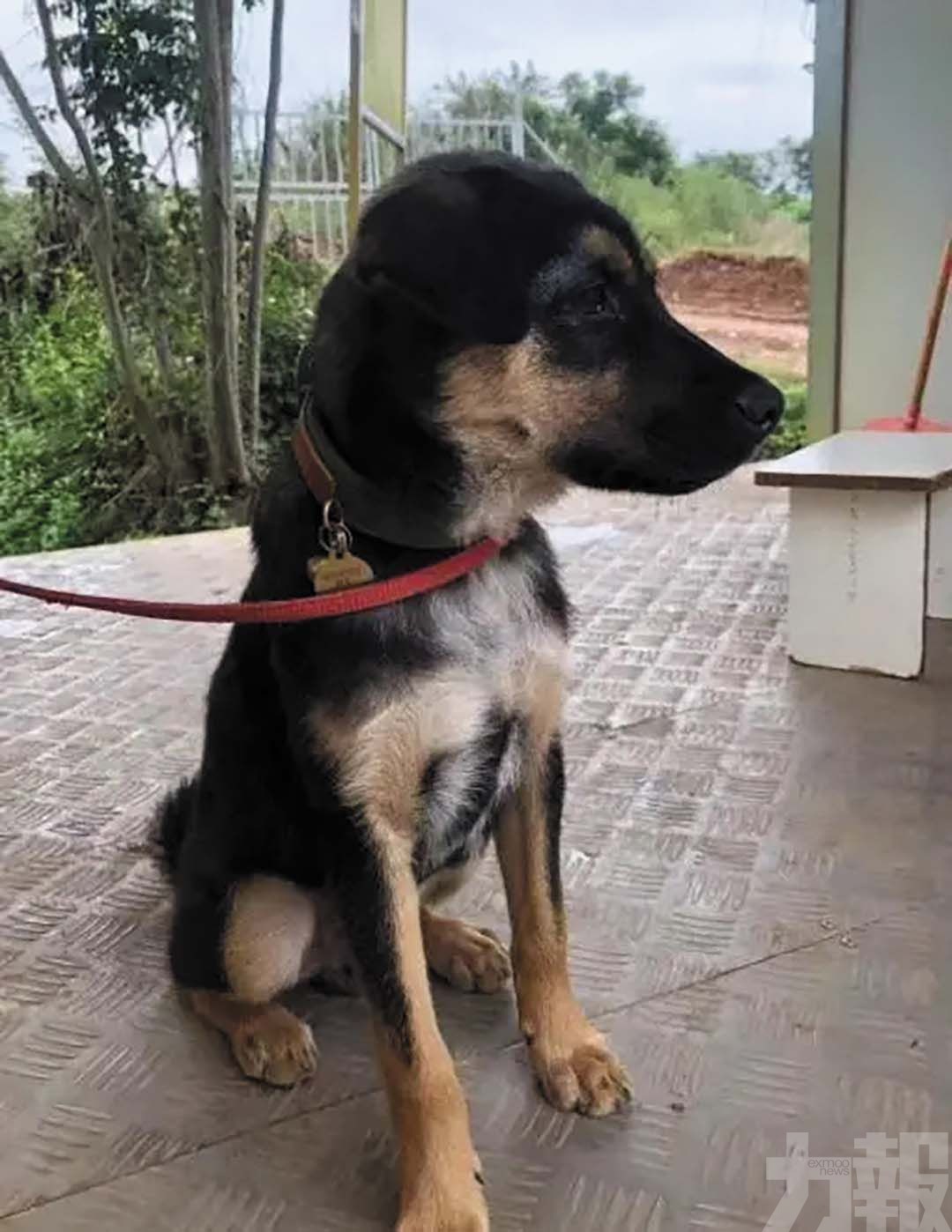 成都搜救犬遭迷昏殺害售肉