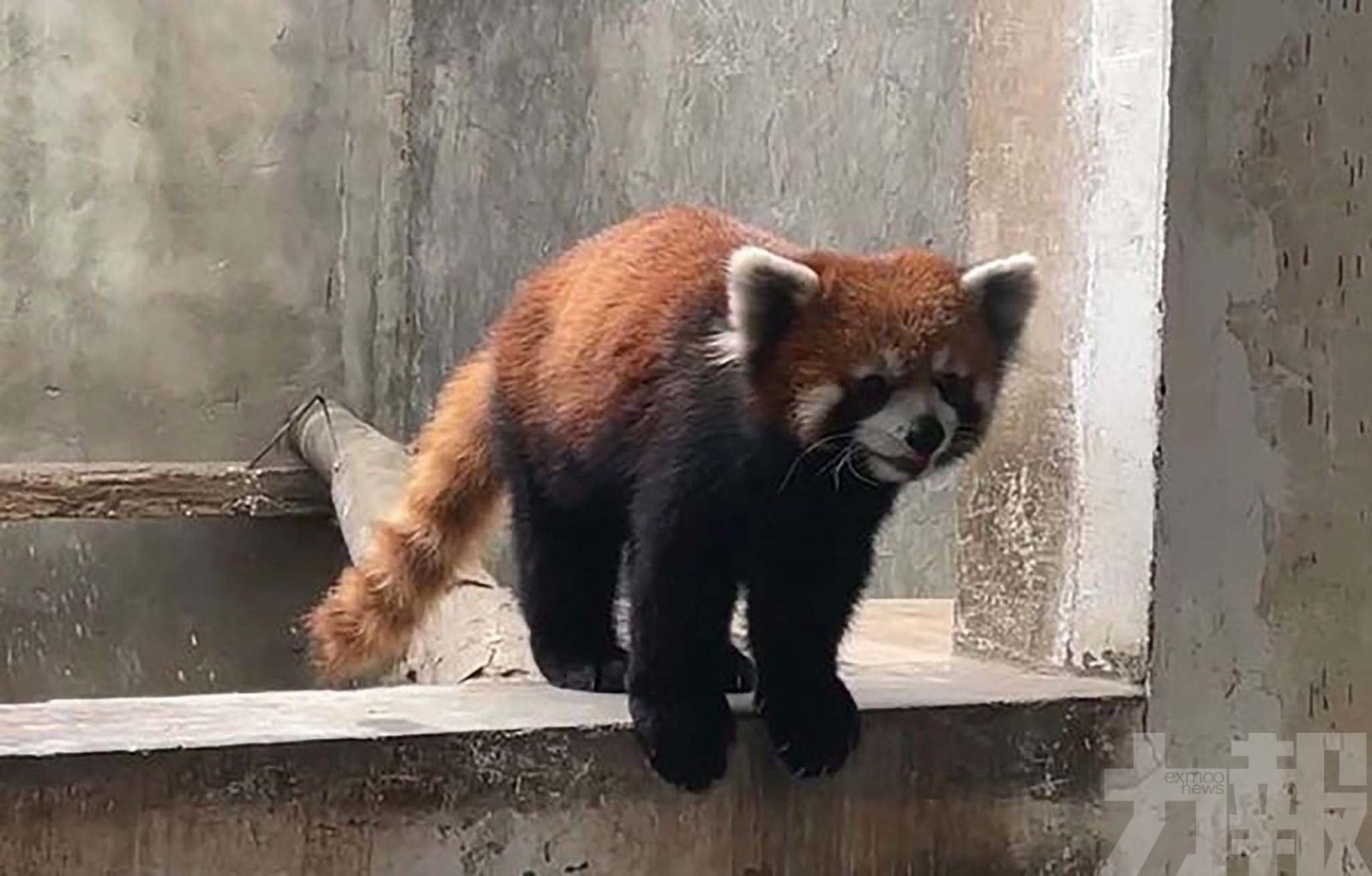 訓練獵犬抓捕小熊貓