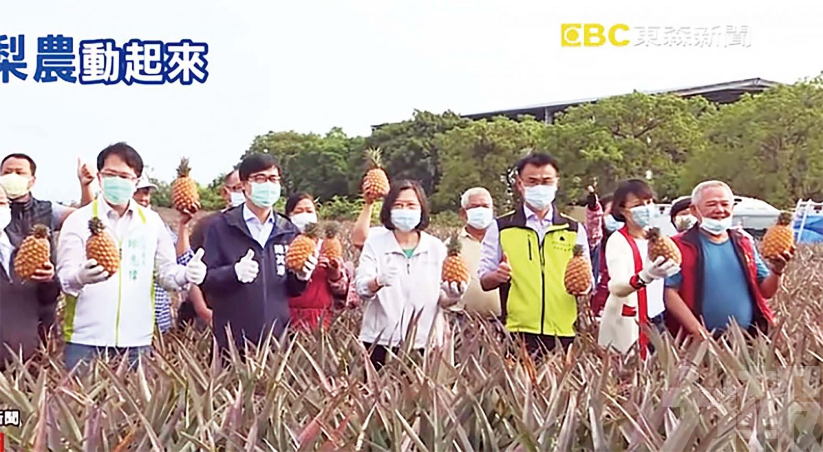 鳳梨遭內地叫停進口