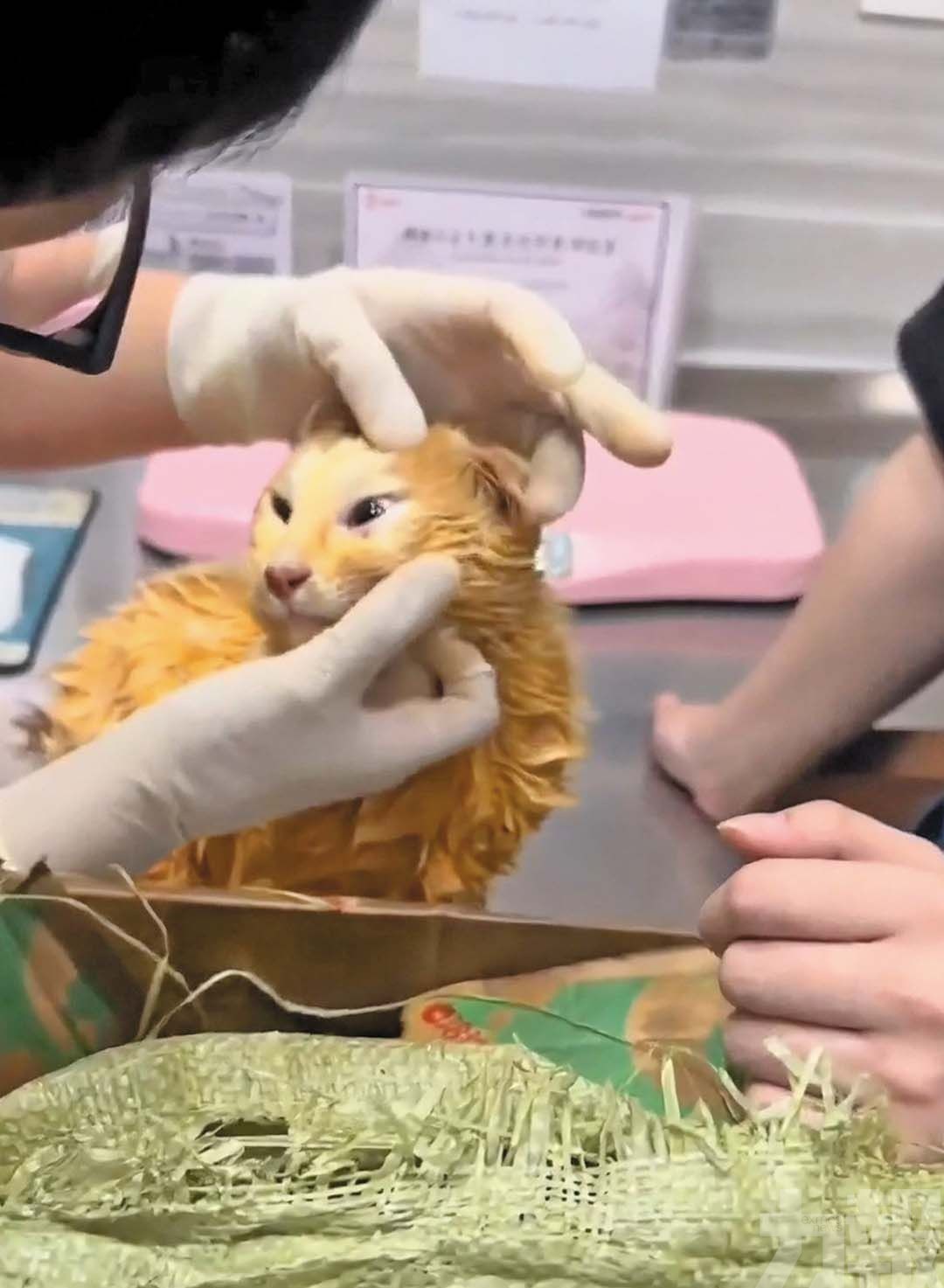 重慶跌落火鍋湯底小貓