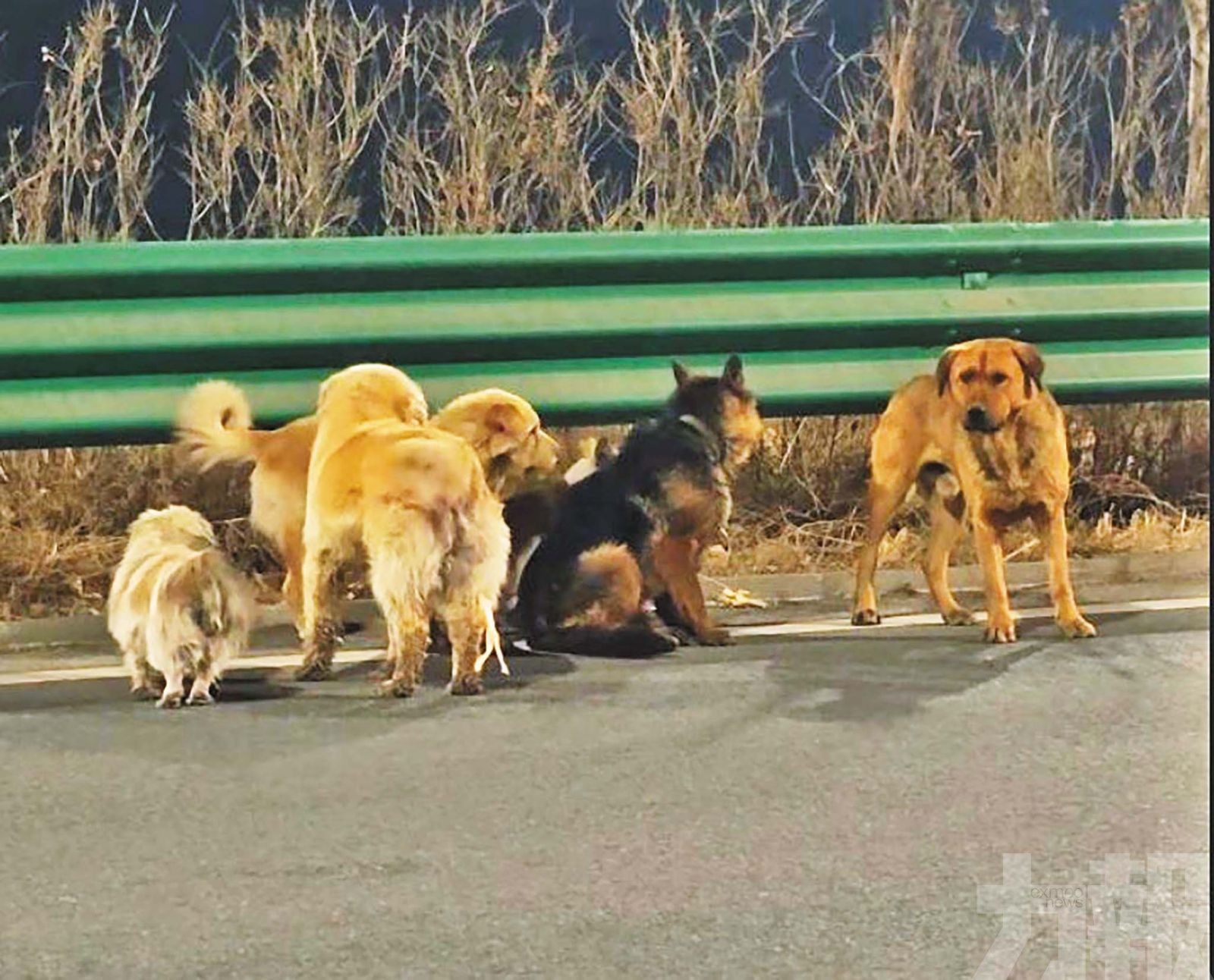 吉林7犬遭盜後集體逃生