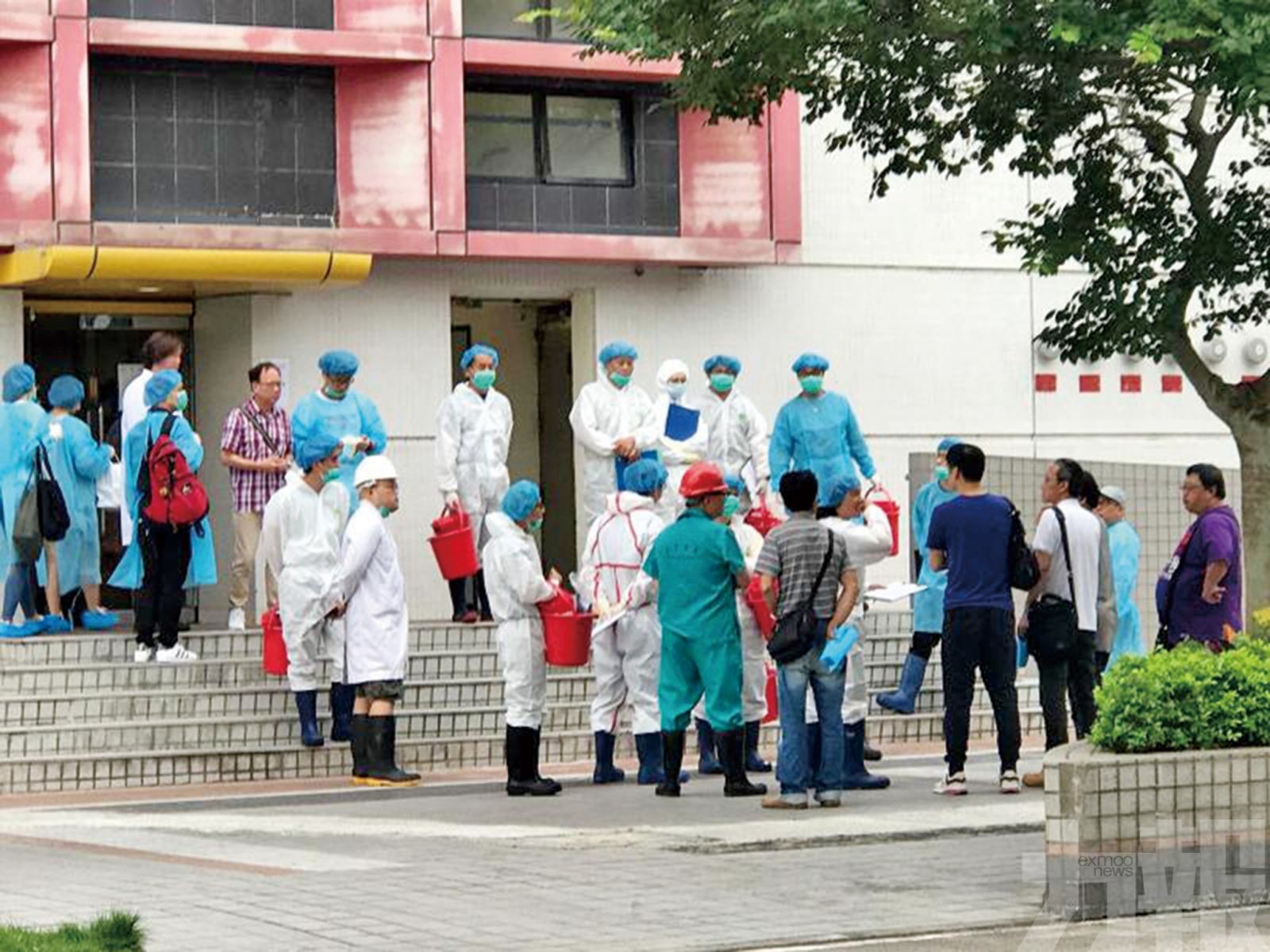 香港今日完成撲殺豬隻