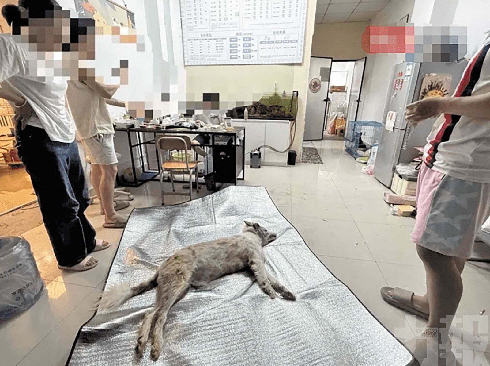 福建邊牧犬疑遭高溫烘乾致死