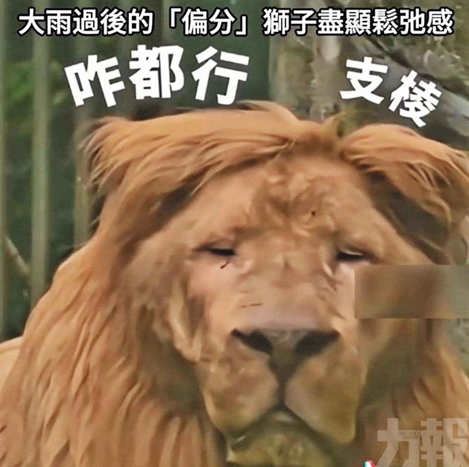 廣州網紅白獅「阿杭」換新髮型
