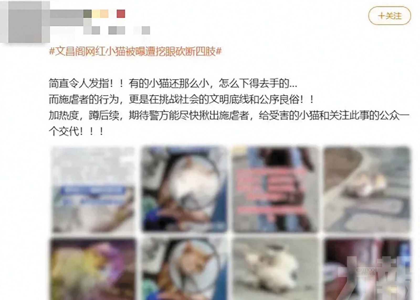 貴州景點虐貓事件實為AI編造