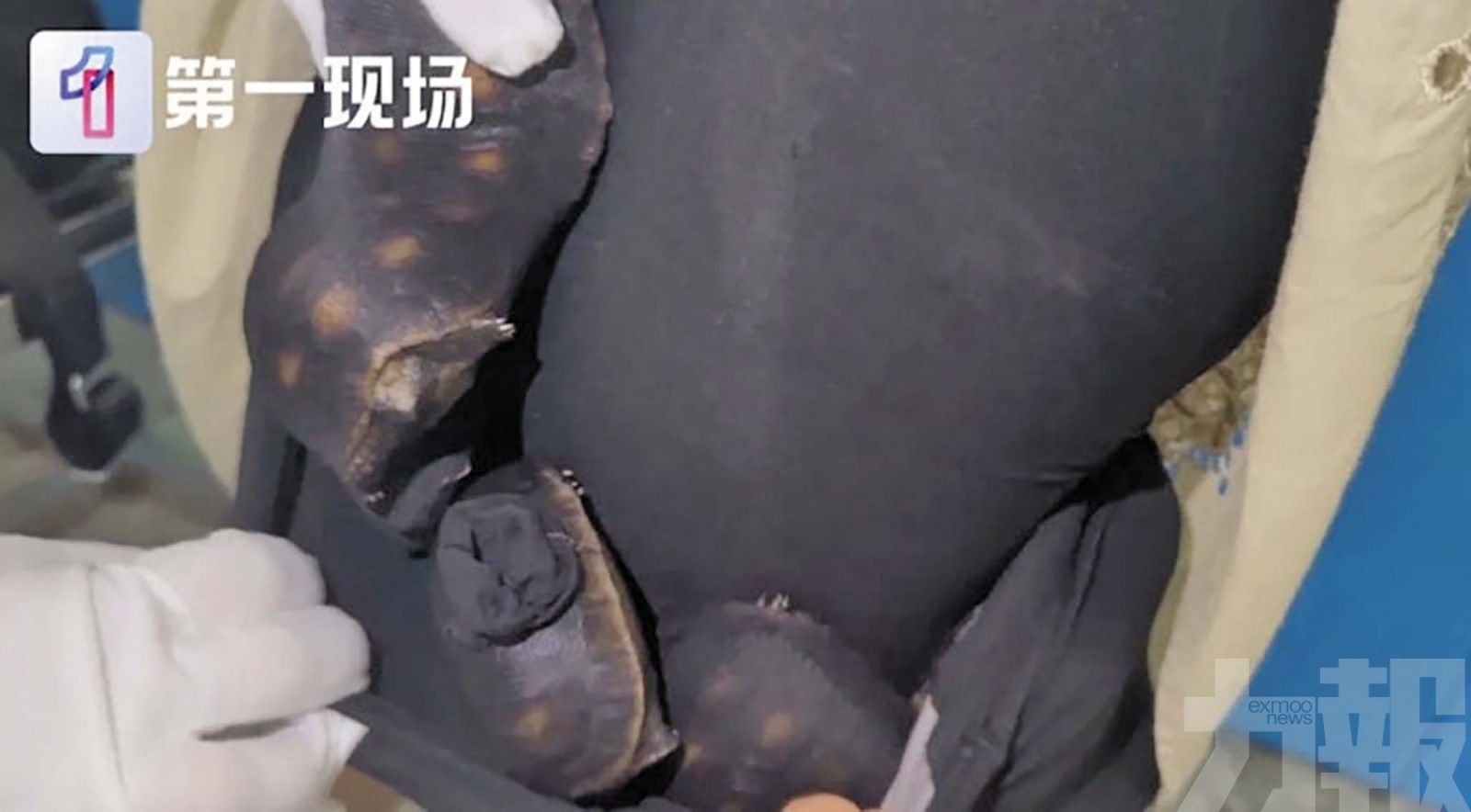 妙齡女裙下黑絲藏30活龜