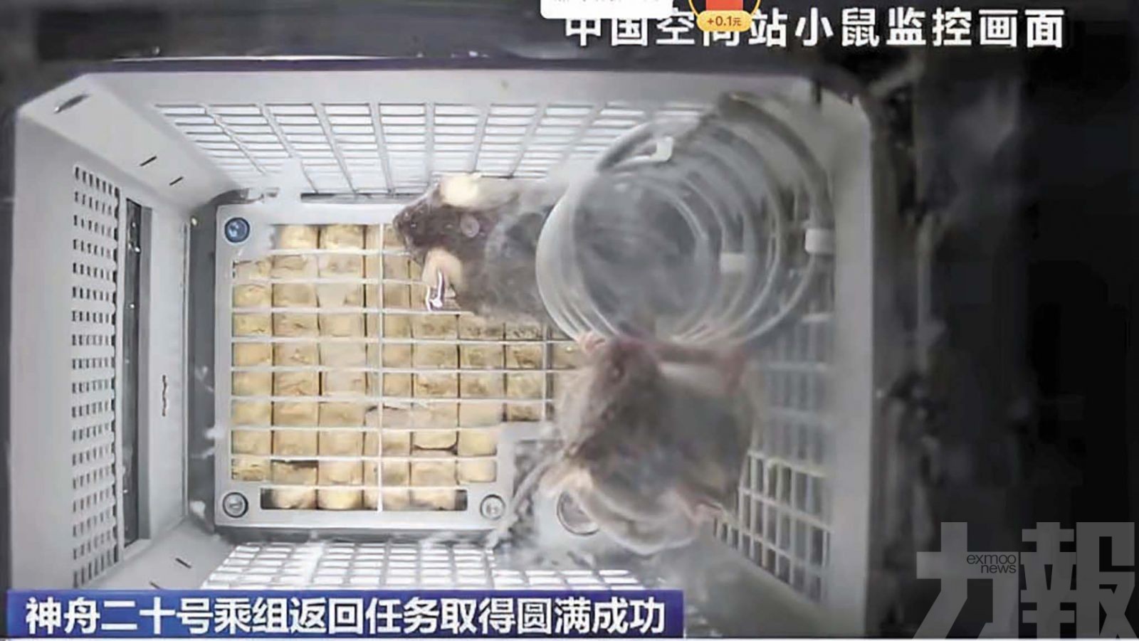 四「太空小鼠」結束宇宙「加班」