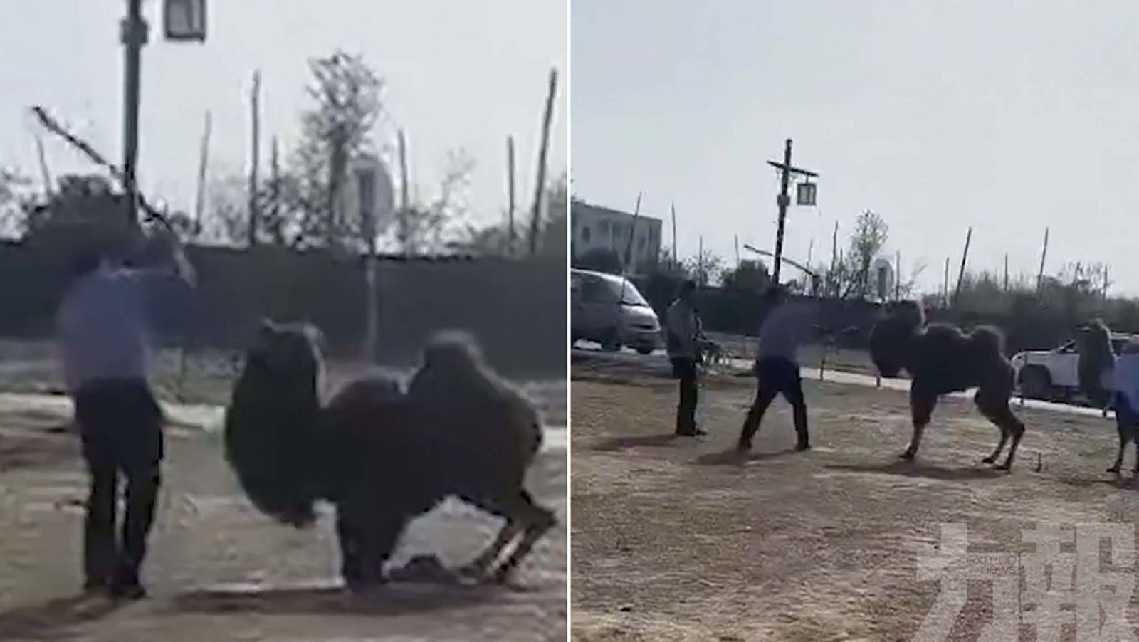 遭景區工作人員輪番棒打