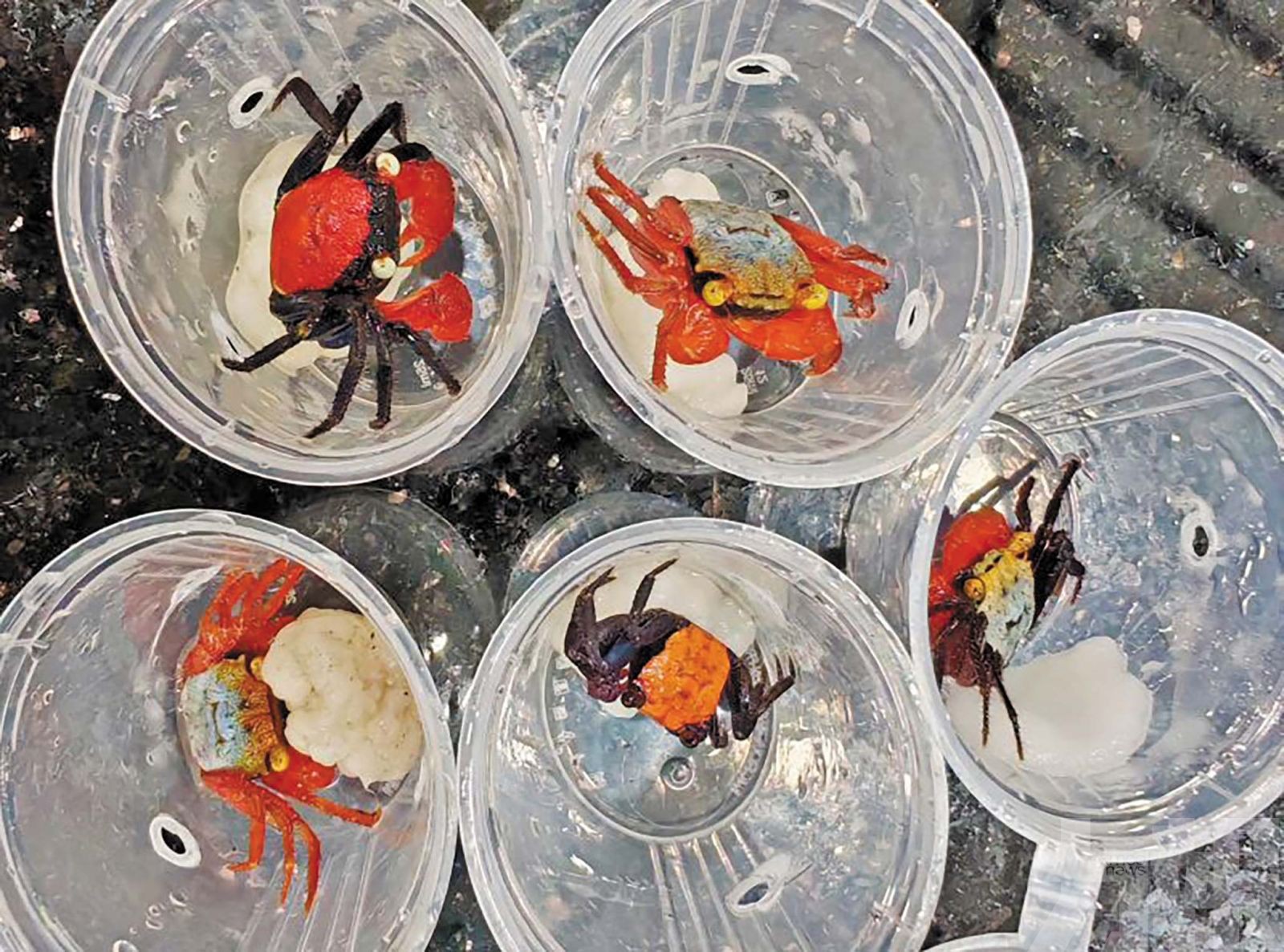 拱關首八月截獲逾9,000批違規動植物