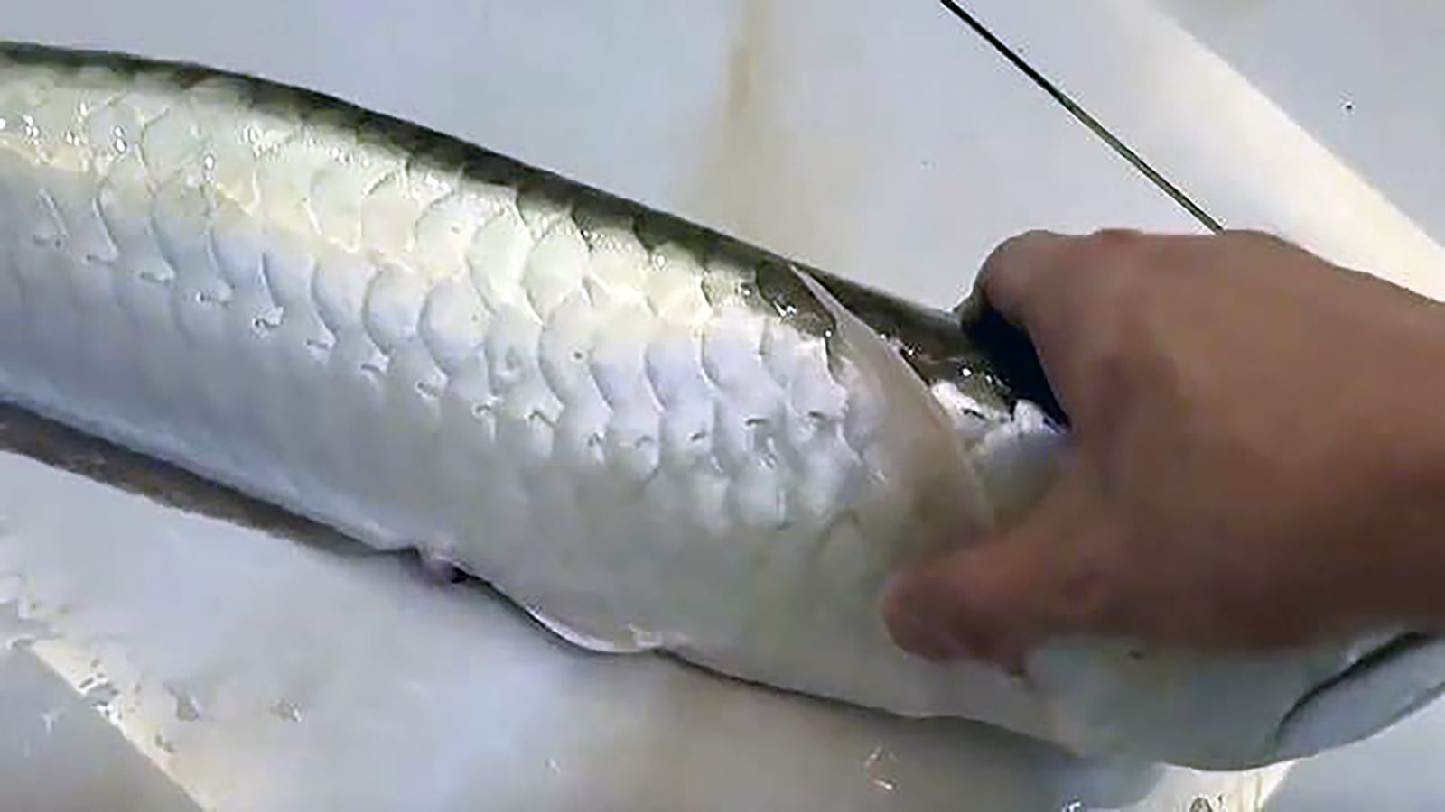 「30萬一條」銀龍魚意外暴斃