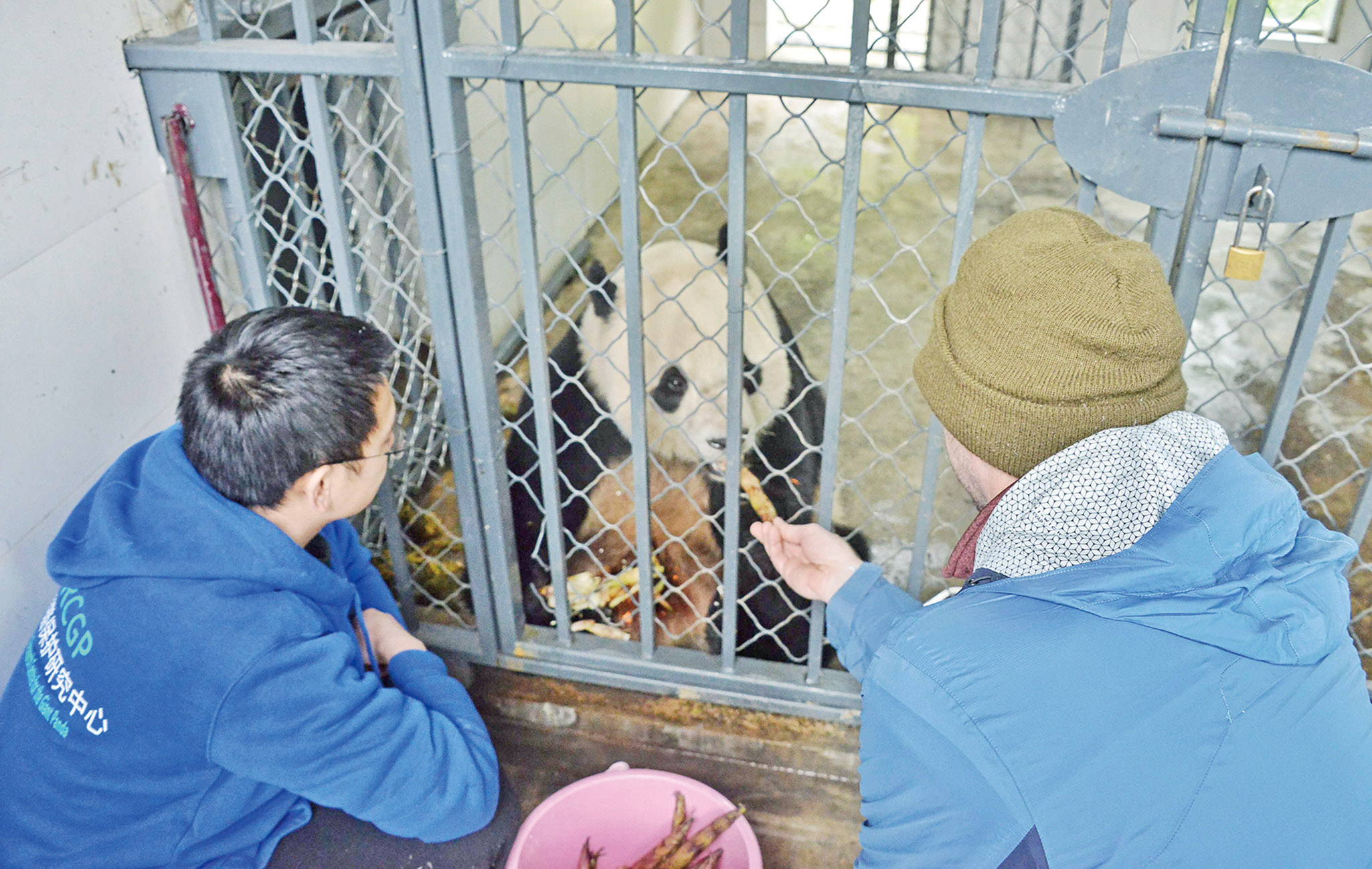 大熊貓「寶寶」回四川