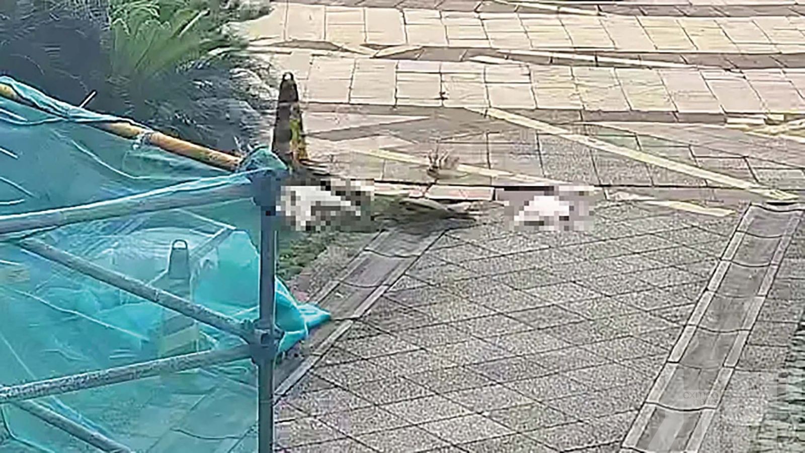 清理狗屎問題起爭執