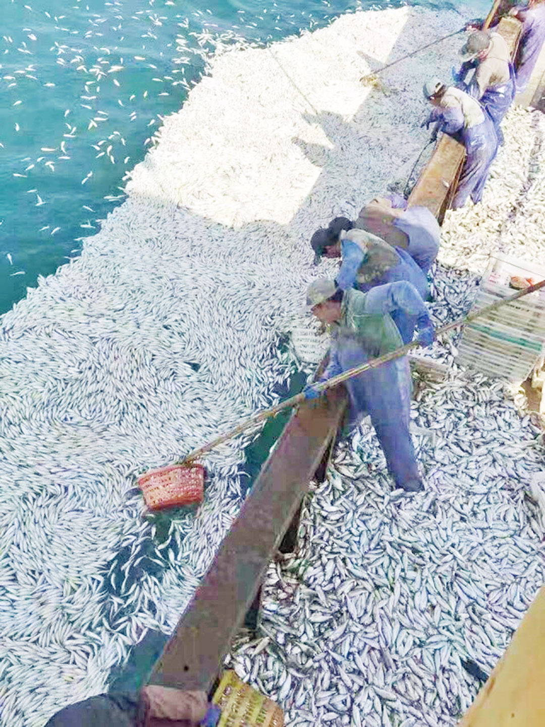9,000餘公斤黃魚送上船