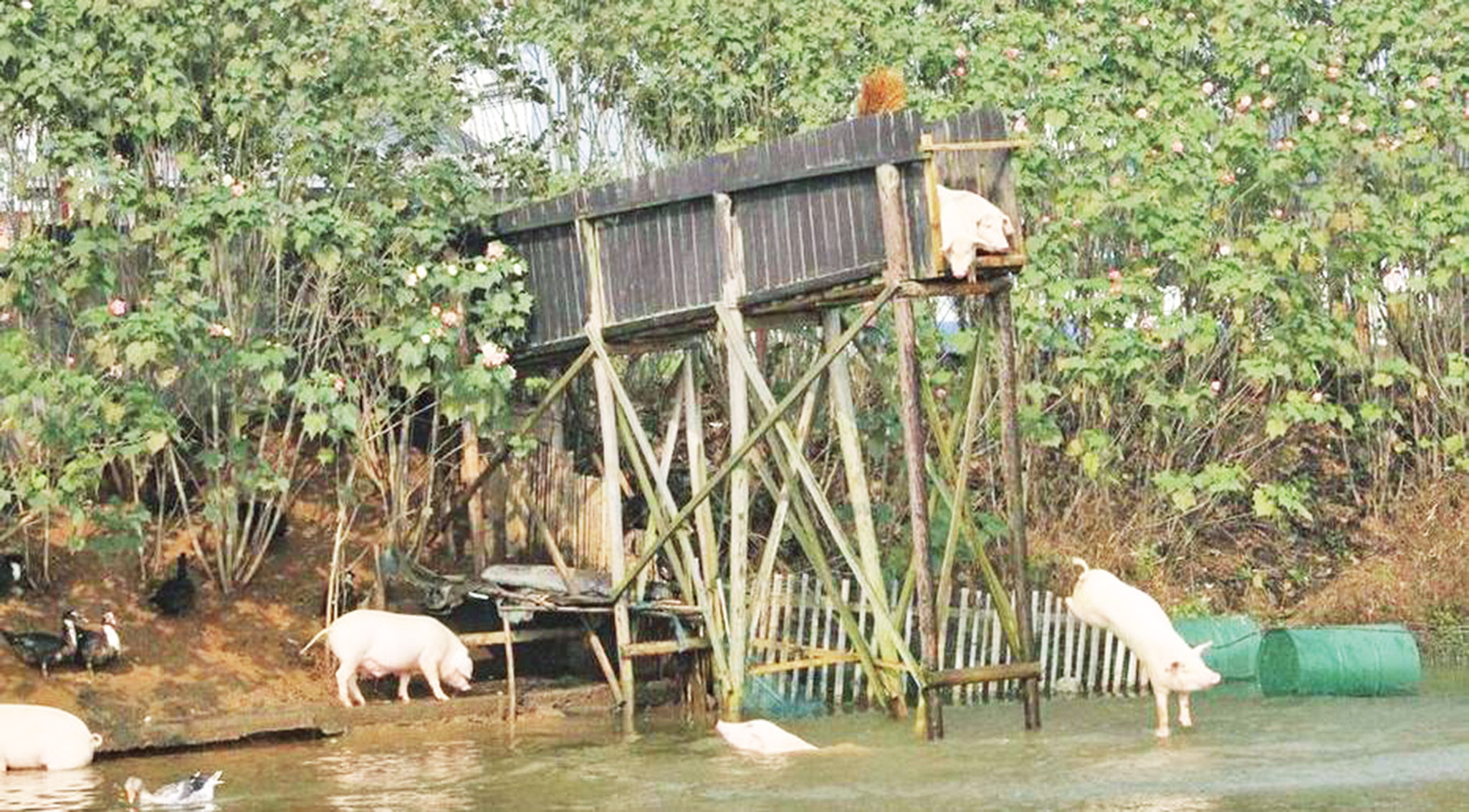 湖南農民每天逼豬跳水