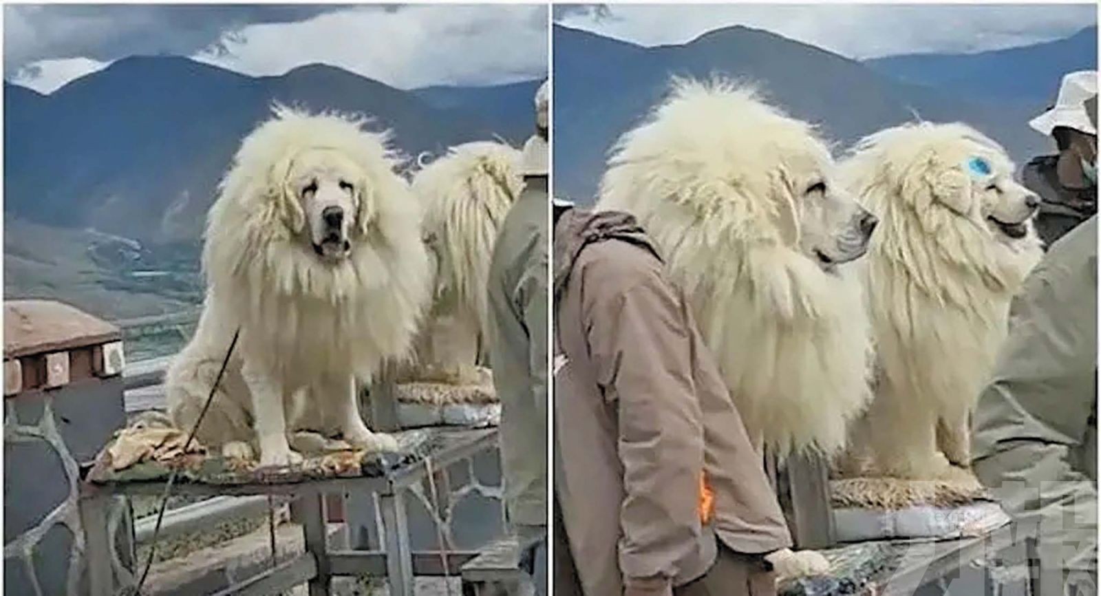 疑拉布拉多戴毛領冒充藏獒