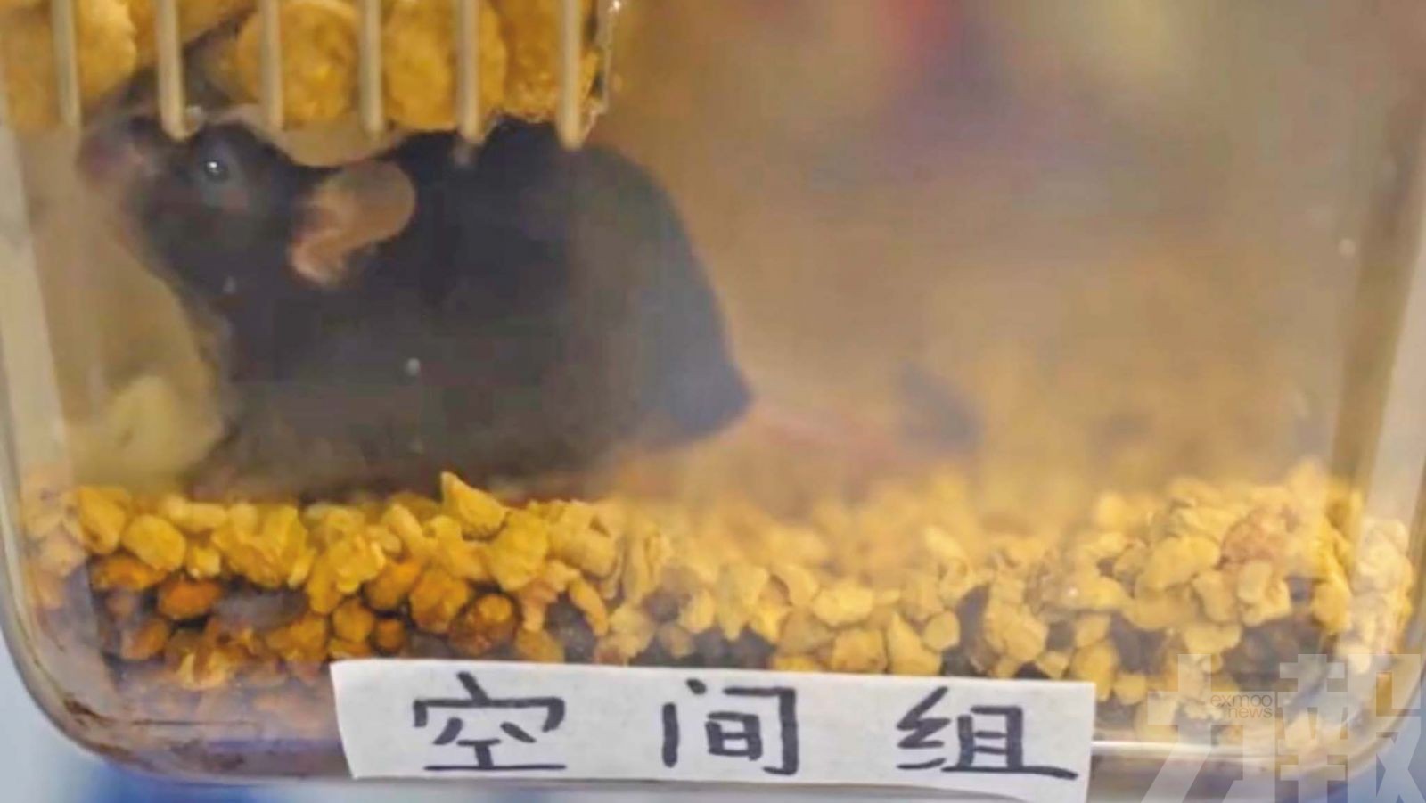 中國太空小鼠成功繁殖