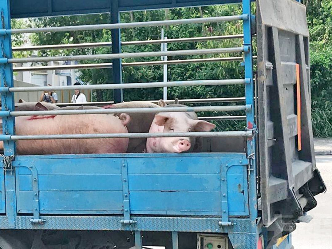 港新鮮豬肉今恢復應市