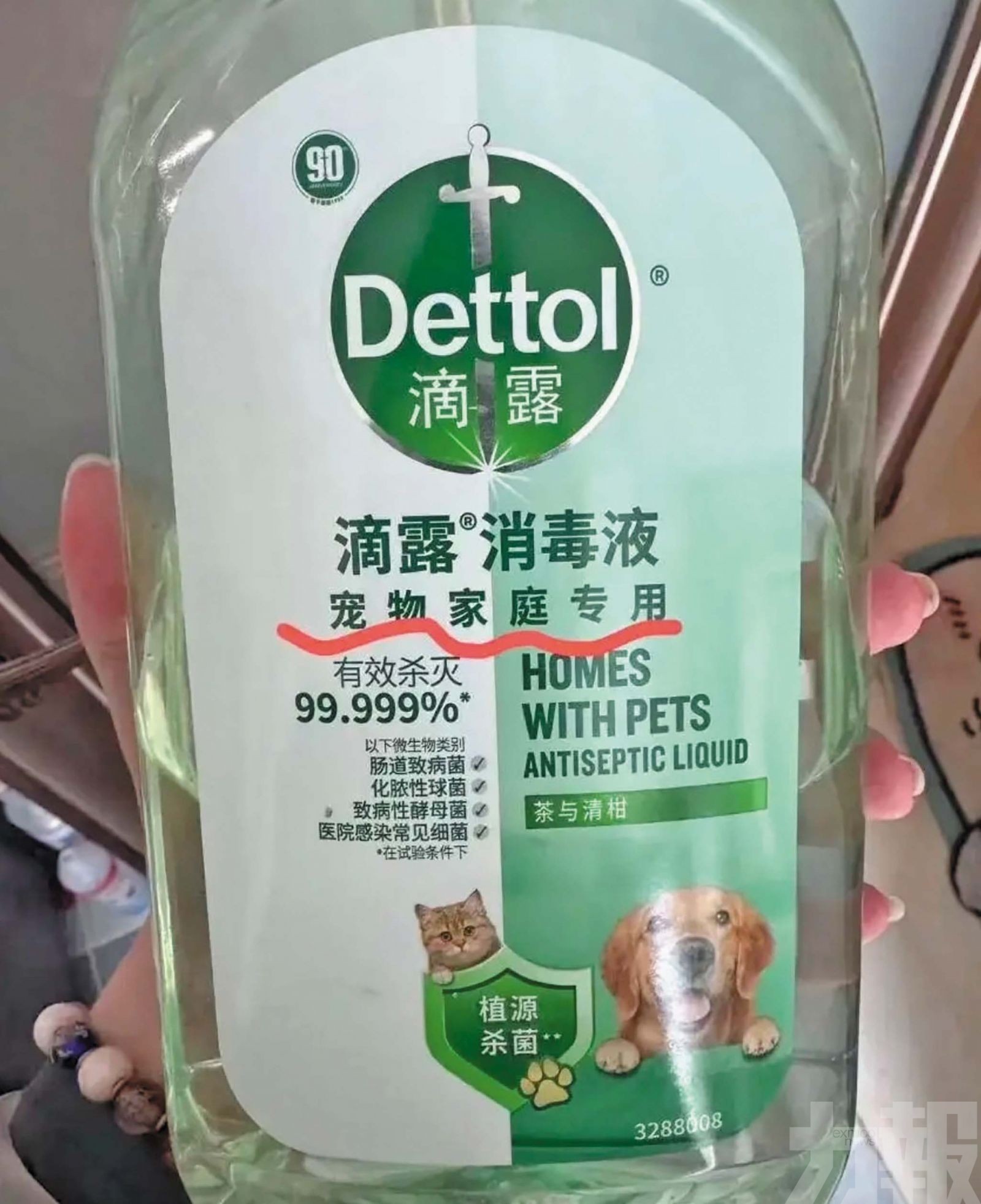 女子疑用寵物消毒液致幼貓暴斃